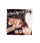ケアーンテリア キッドくん（個別スタンプ：3）