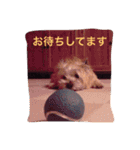 ケアーンテリア キッドくん（個別スタンプ：4）