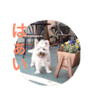 ケアーンテリア キッドくん（個別スタンプ：6）