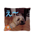 ケアーンテリア キッドくん（個別スタンプ：8）