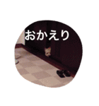 ケアーンテリア キッドくん（個別スタンプ：10）
