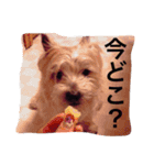 ケアーンテリア キッドくん（個別スタンプ：11）