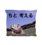 ケアーンテリア キッドくん（個別スタンプ：14）