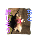 ケアーンテリアキッドくん（個別スタンプ：8）