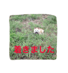 ケアーンテリアキッドくん（個別スタンプ：10）