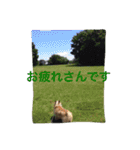 ケアーンテリアキッドくん（個別スタンプ：13）