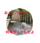 ケアーンテリアキッドくん（個別スタンプ：16）