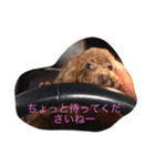 cocoa's life（個別スタンプ：1）
