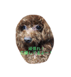 cocoa's life（個別スタンプ：5）