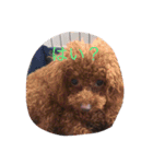 cocoa's life（個別スタンプ：6）