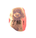cocoa's life（個別スタンプ：10）