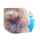 cocoa's life（個別スタンプ：12）