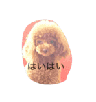 cocoa's life（個別スタンプ：14）