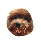 cocoa's life（個別スタンプ：16）