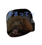 cocoa's life（個別スタンプ：17）