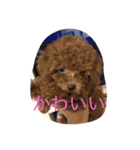 cocoa's life（個別スタンプ：18）