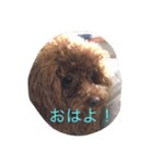 cocoa's life（個別スタンプ：20）