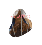 cocoa's life（個別スタンプ：23）