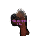 cocoa's life（個別スタンプ：24）