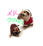 わんわんといっしょ（個別スタンプ：4）