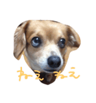 わんわんといっしょ（個別スタンプ：5）