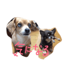 わんわんといっしょ（個別スタンプ：8）