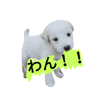 Pika doggy（個別スタンプ：1）