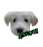 Pika doggy（個別スタンプ：2）
