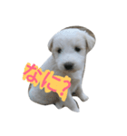 Pika doggy（個別スタンプ：3）