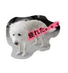 Pika doggy（個別スタンプ：4）