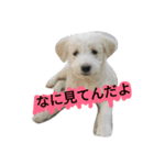 Pika doggy（個別スタンプ：6）