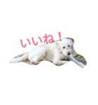Pika doggy（個別スタンプ：8）