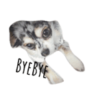 love-dog（個別スタンプ：1）