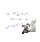 love-dog（個別スタンプ：6）