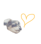love-dog（個別スタンプ：7）