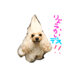 うちのベニちゃん（個別スタンプ：1）