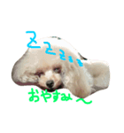 うちのベニちゃん（個別スタンプ：4）