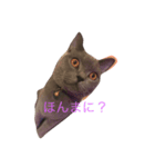 猫のだいちゃん（個別スタンプ：1）