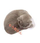 猫のだいちゃん（個別スタンプ：2）