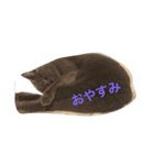 猫のだいちゃん（個別スタンプ：4）