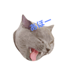 猫のだいちゃん（個別スタンプ：5）