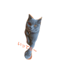 猫のだいちゃん（個別スタンプ：6）