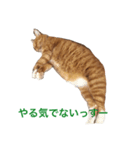 ぽっちゃり猫モルト（個別スタンプ：1）