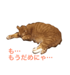 ぽっちゃり猫モルト（個別スタンプ：2）