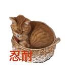 ぽっちゃり猫モルト（個別スタンプ：3）