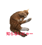 ぽっちゃり猫モルト（個別スタンプ：5）