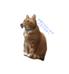 ぽっちゃり猫モルト（個別スタンプ：7）