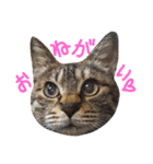 ネコノカゾク（個別スタンプ：3）