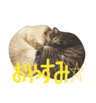 ネコノカゾク（個別スタンプ：9）