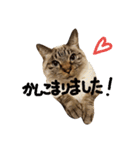 ネコノカゾク（個別スタンプ：14）